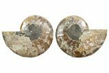 Cut & Polished, Agatized Ammonite Fossil - Madagascar #344496-1